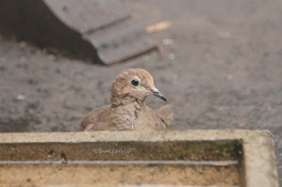 This image features a young Mourning dove “standing” behind a cement bird bath that is on a blacktop surface (my garden floor). Only his head is visible because of where he is standing in relation to the bird bath. One of his dark eyes (with a light bare rings surrounding it) appears to be gazing intently at whatever he is seeing.    Mourning doves are featured in my three volume book series, “Words In our Beak.” Info re these books is in another post on this blog which is @ https://www.thelastleafgardener.com/2018/10/one-sheet-book-series-info.html