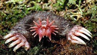 star nosed mole Os animais mais estranhos e esquisitos do mundo