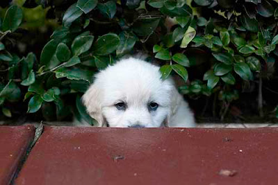 Puppy Training First Ever Steps Come