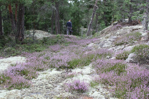Svamskogen  augusti 2012 014
