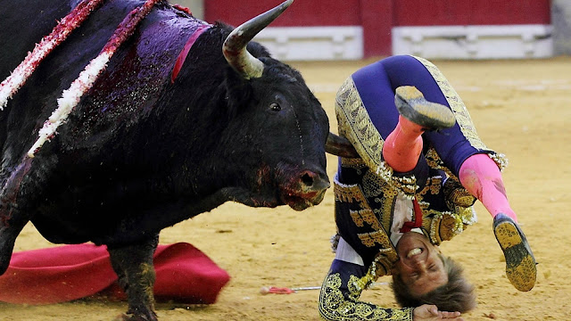 Bull Fighting 