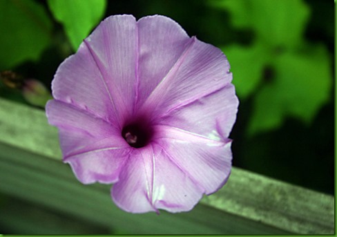 Ipomoea setosa