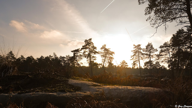 Platière du Rocher de Milly, Forêt de Fontainebleau, France