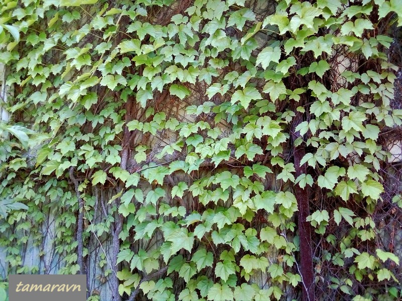 Девичий виноград триострённый (Parthenocissus tricuspidata)