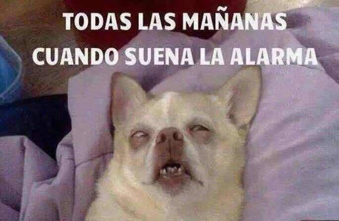 Todas las mañanas cuando suena el despertador