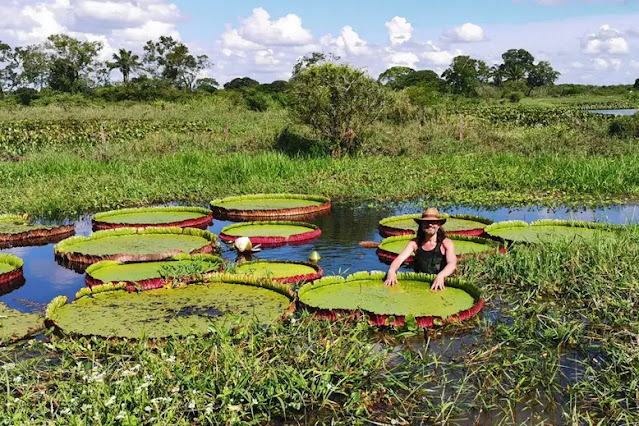 The world's largest known giant water lily is a newly identified species.