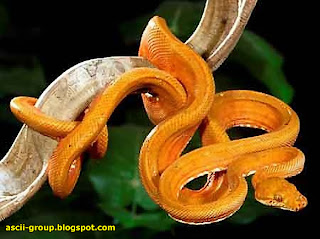 أجمل ثعبان في العالم The most beautiful snake in the world