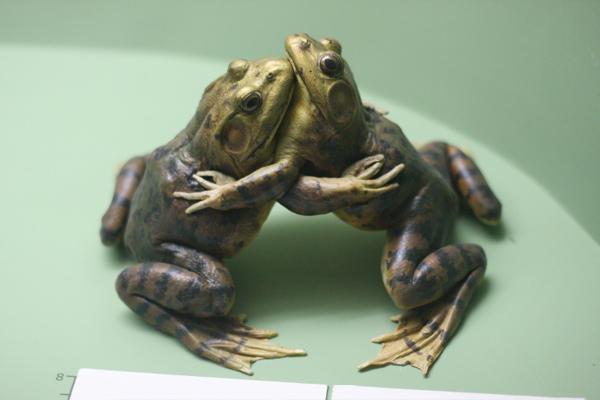 Animals Hugging Seen On www.coolpicturegallery.us