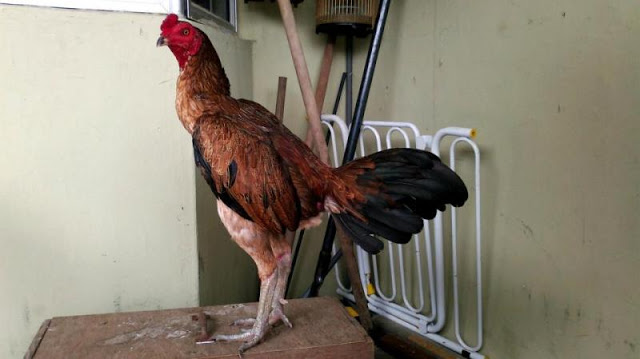 Hobi Ayam  Tangkas the ganoi extrem fighter dari vietnam