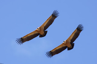 buitre-leonado-gyps-fulvus-pareja-en-vuelo-