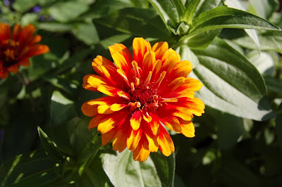 zinnia zowie yellow flame