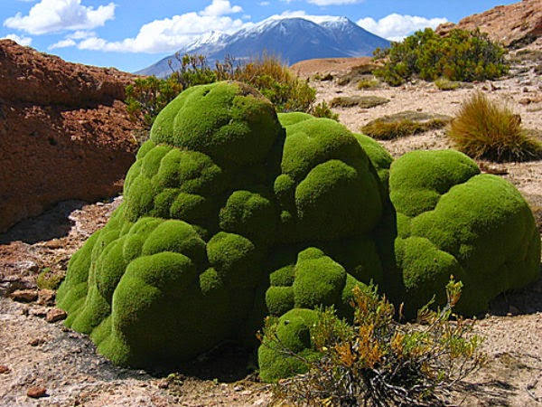 Big tree of Llareta