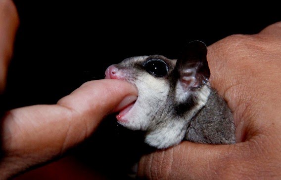 menjinakkan-sugar-glider_653245