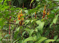 Yellow-orange flowers - Ho'omaluhia Botanical Garden, Kaneohe, HI