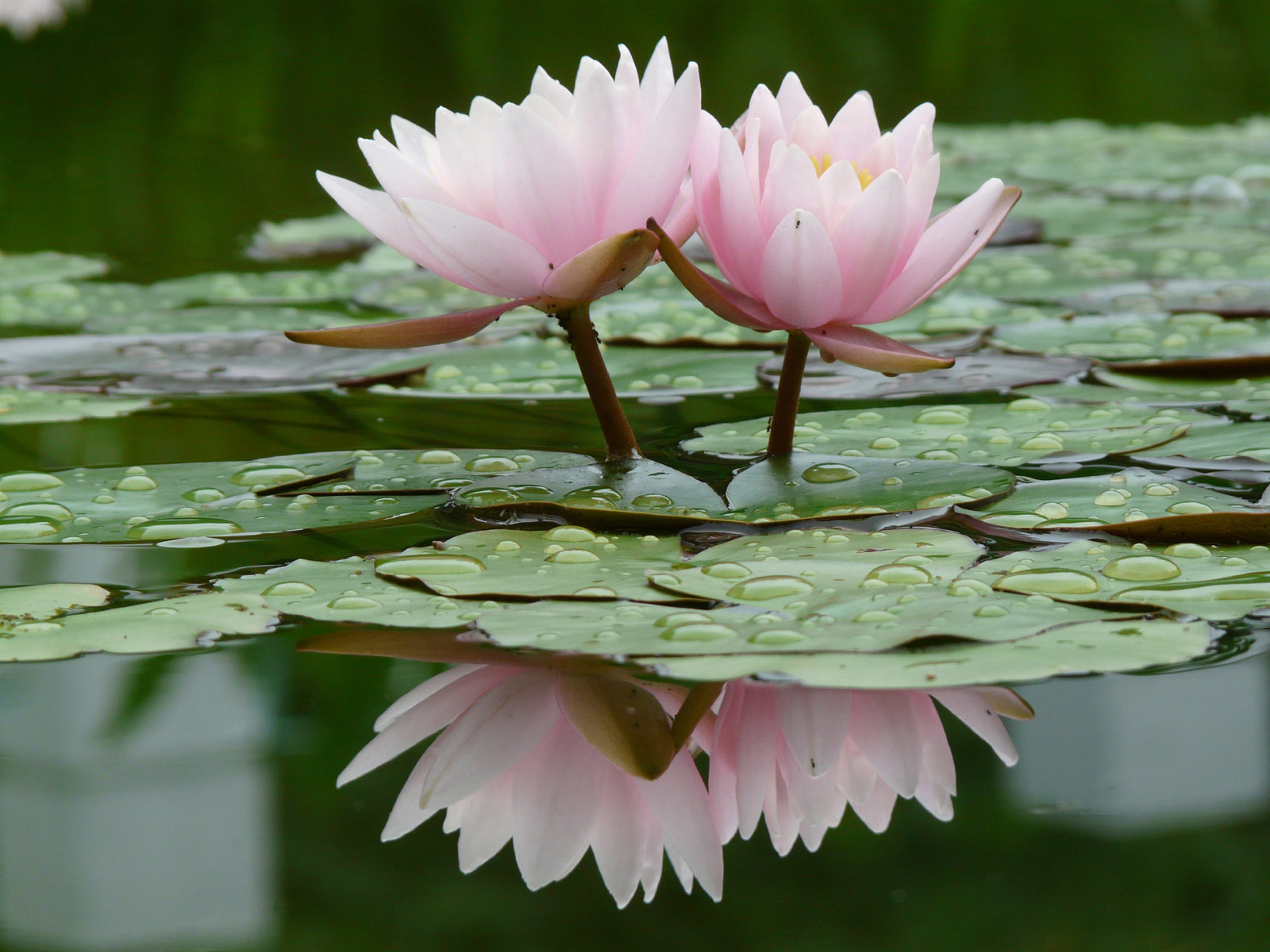 Drink Water Lose Weight Much Beauty Water Lily