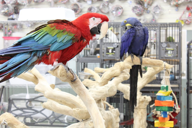 Birds In Pet Stores