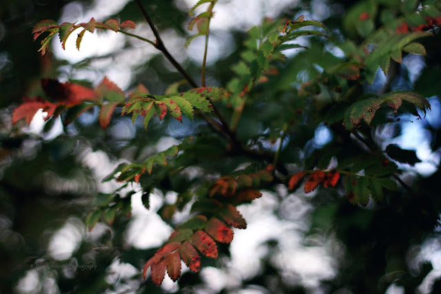 rowan tree with red leaves