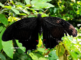 Entopia-Penang-Butterfly-Farm-Teluk-Bahang-Penang 