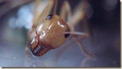 Ant