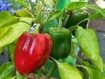 Cara Budidaya Buah Paprika