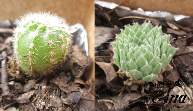 Mis cactus y suculentas