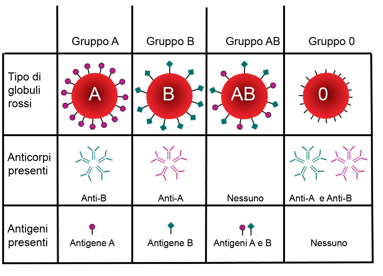 Come Sapere Il Gruppo Sanguigno Telodicoio
