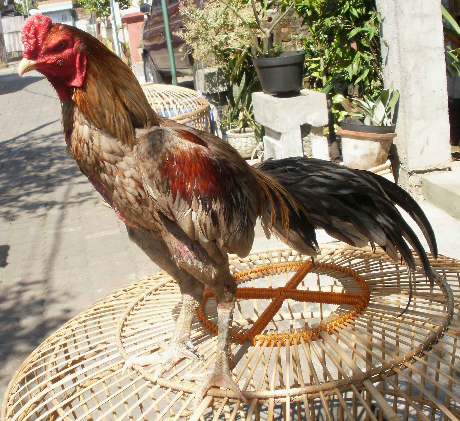 Watak Ayam Bangkok  Klawu