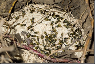 Wasp Nest