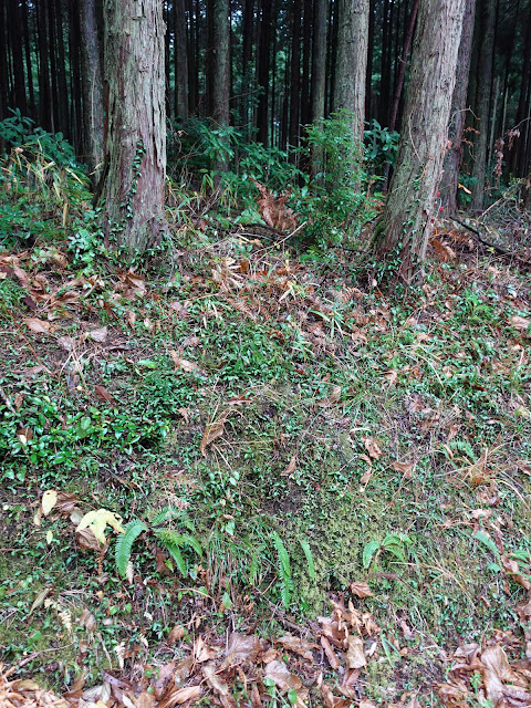 真野集落への降りる道の杉の森