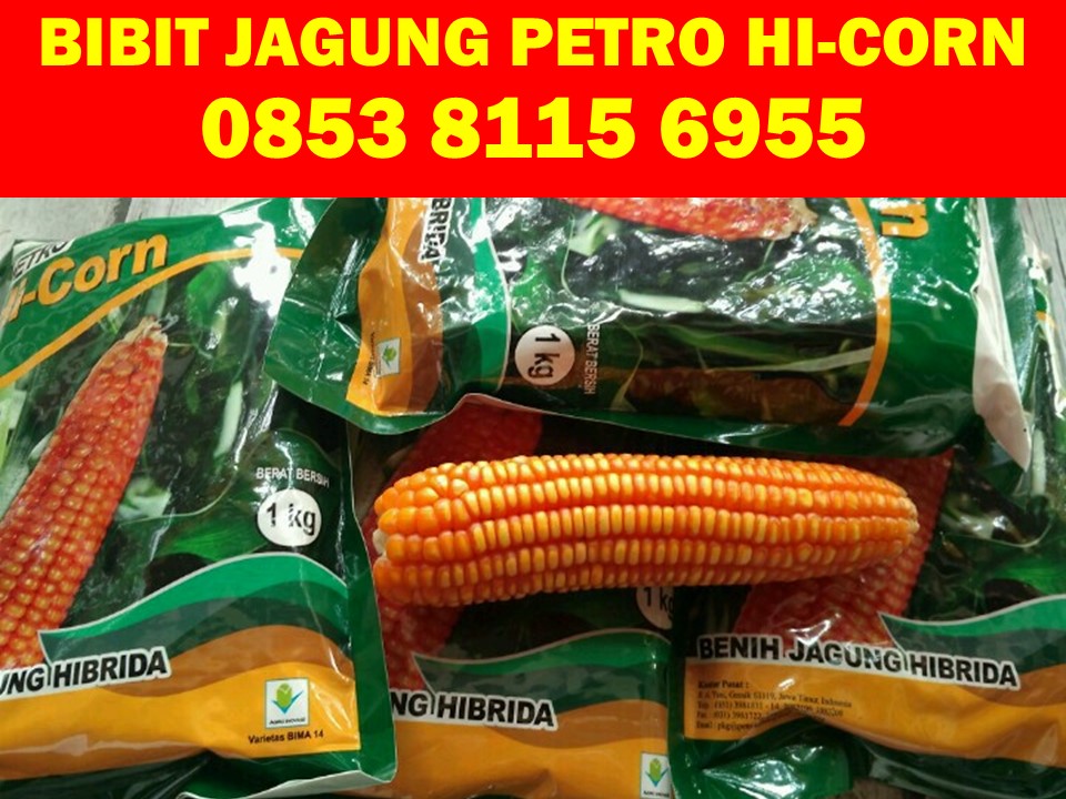  Bibit Jagung  Hibrida Yang Unggul BENIH TOKO