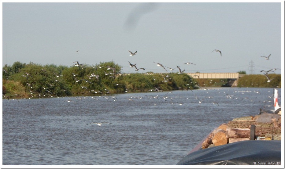 SAM_2816 Seagulls and Gainsborough Railway Br