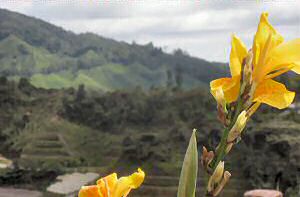 Cameron Highlands