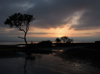 Forests and Climate change