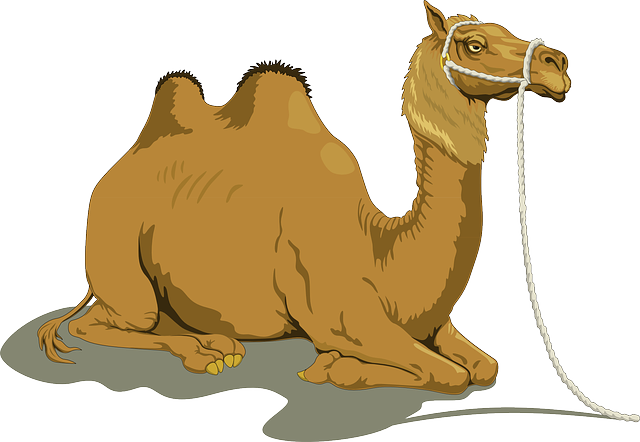 CamelCamelCamel Review – App, Extension, and Guide