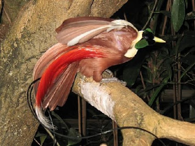 Birds of paradise Birds Pictures