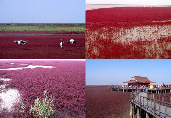 red beach01 من أجمل شواطئ العالم ’’ الشاطئ الأحمر ’’ في مدينة بانجين بالصين