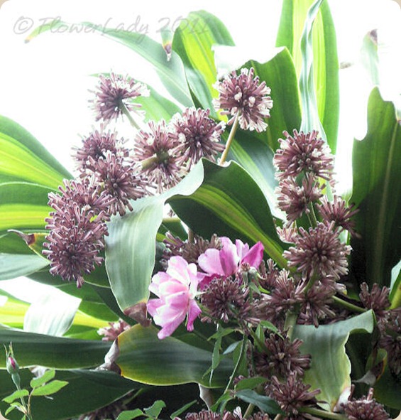 12-02-dracena-fragrans