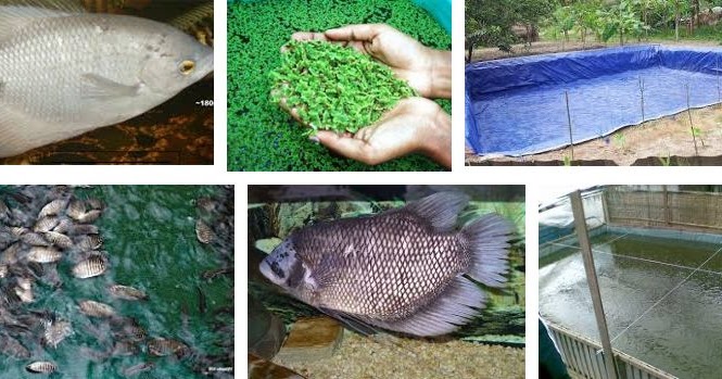 Teknik Beternak Ikan Gurame untuk Pemula Cepat Panen