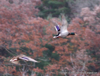 Mallards