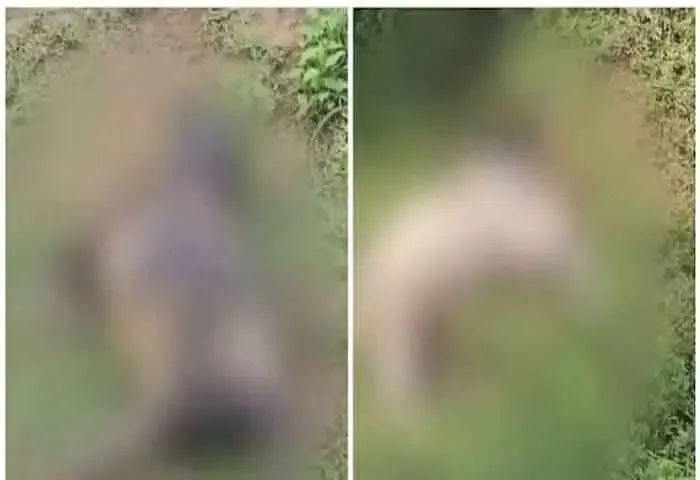 Local residents says tiger landed at Pulpally Sitamount in Wayanad district, Wayanad, News, Tiger, Forest, Natives, Trap, Investigation, Kalappuraikal Joseph, Kerala News