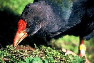 9 Jenis Burung Yang Tidak Bisa Terbang