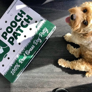 dog potty litter box