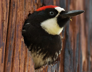 Attracting Woodpecker Acorn
