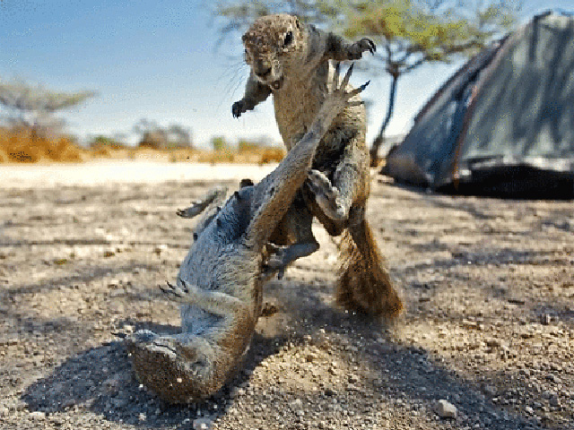 Epic high-definition chipmunk beatdown here. He got kicked to the curb ...