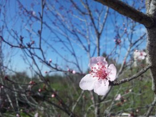 almond blossom