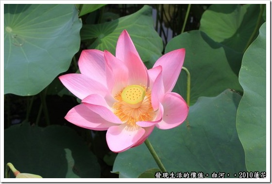 遊記，台南，白河，蓮花