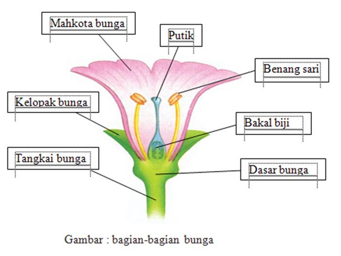 Gambar bunga beserta keterangannya