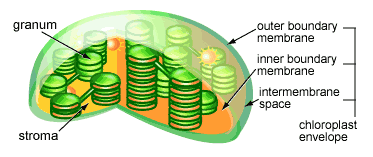 Science Doing: Chloroplast Cell Organelle: A Symbiotic Cyanobacteria