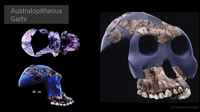 Australopithecus garhi