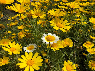 Glebionis coronaria